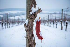 Vinceška u najmodernijoj vinariji u regiji