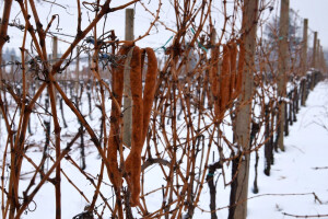 Vincekovo, Vinkovo, Vinceška, Vincelovo - ako sunce peče, obilno vino u bačve poteče