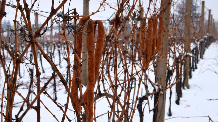 Vincekovo, Vinkovo, Vinceška, Vincelovo - ako sunce peče, obilno vino u bačve poteče