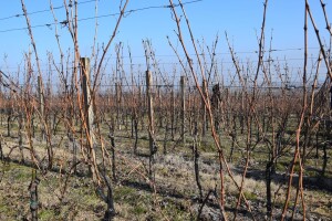 Priprema tla za podizanje vinograda čini proizvodnju isplativijom