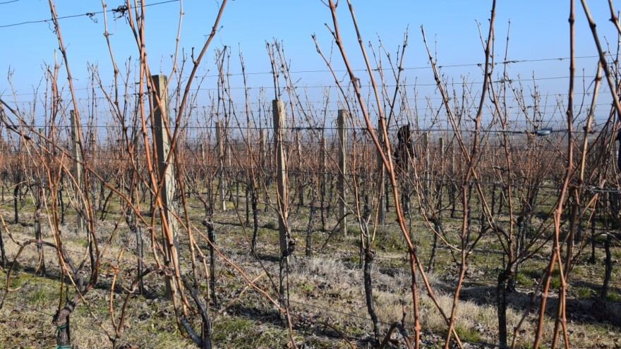 Priprema tla za podizanje vinograda čini proizvodnju isplativijom