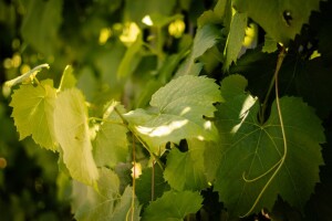 Značaj zaperaka vinove loze i kako ih pravilno ukloniti