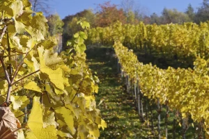 Na 2.280 ha vinograda u OBŽ proizvede se preko 117.000 hl kvalitetnih vina
