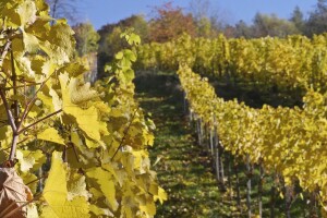 Na 2.280 ha vinograda u OBŽ proizvede se preko 117.000 hl kvalitetnih vina