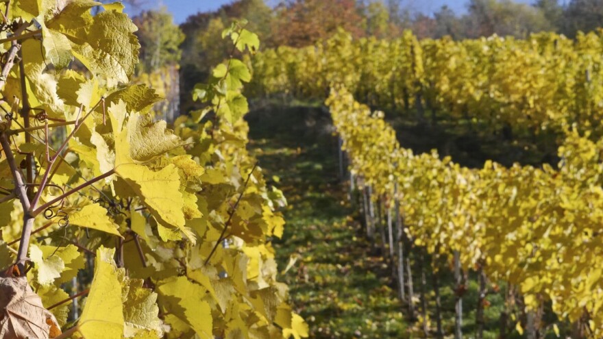 Na 2.280 ha vinograda u OBŽ proizvede se preko 117.000 hl kvalitetnih vina