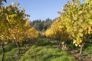 Nakon berbe i opadanja prvih listova, obavite osnovnu gnojidbu vinograda