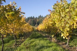 Nakon berbe i opadanja prvih listova, obavite osnovnu gnojidbu vinograda