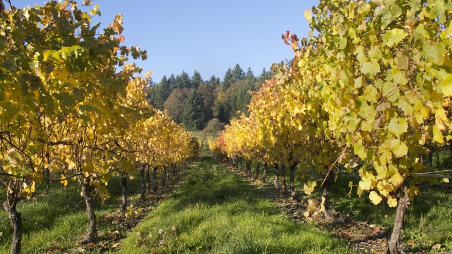 Nakon berbe i opadanja prvih listova, obavite osnovnu gnojidbu vinograda
