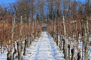I bolesti prezimljavaju u vinogradu - za plamenjaču potrebne "tri desetke"
