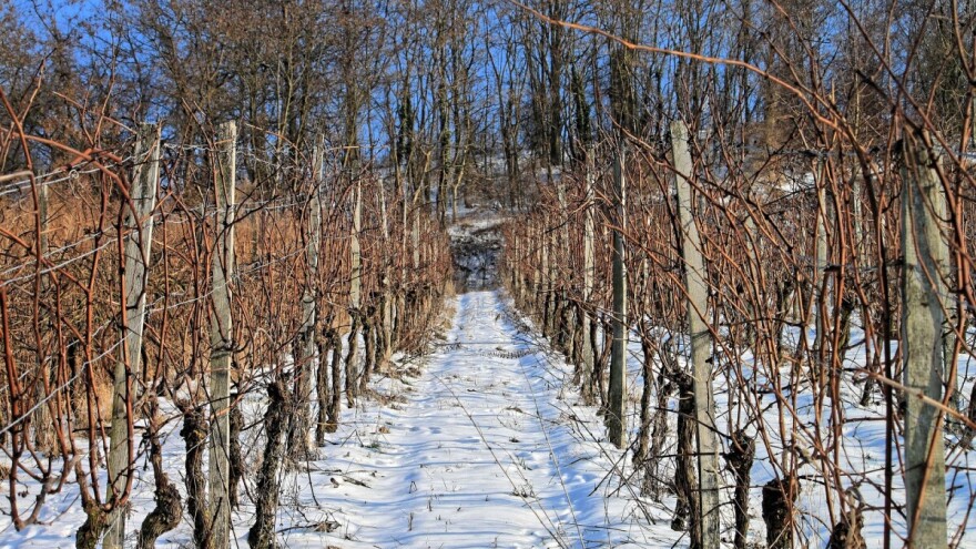 I bolesti prezimljavaju u vinogradu - za plamenjaču potrebne "tri desetke"