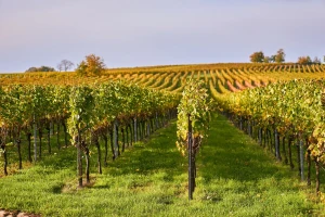 Erdutski vinogradi ponose se najvećom plantažom graševine u Hrvatskoj, ali i svijetu!