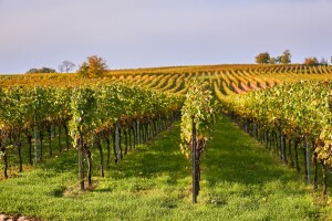 Erdutski vinogradi ponose se najvećom plantažom graševine u Hrvatskoj, ali i svijetu!