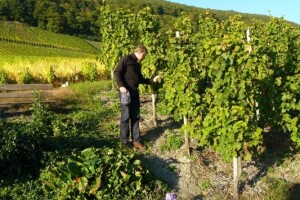 Postanite poznavatelj vina i vinogradarstva!
