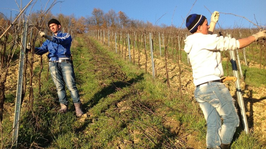 Kako izbeći greške pri rezidbi vinove loze?