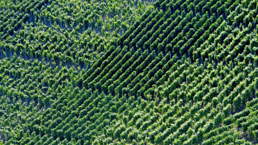 Pelješki vinogradari ostali bez 27 milijuna kuna