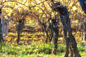 Nakon berbe plodova, odaberite najbolja organska gnojiva za trajne nasade