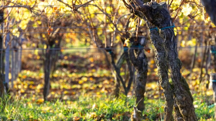 Nakon berbe plodova, odaberite najbolja organska gnojiva za trajne nasade