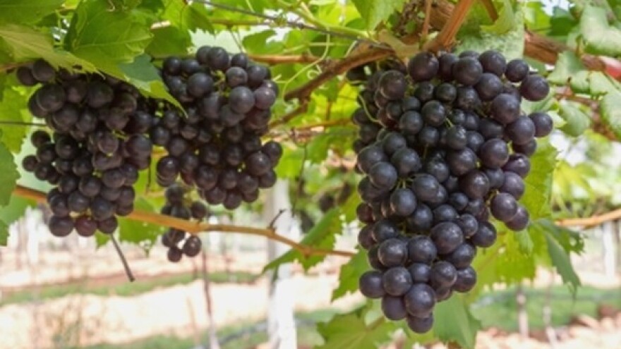 Viticulture & Viniculture 2015.