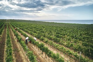 Čak 13 vinarija na prestižnom Proweinu, prvi je to samostalni nastup Vinistre