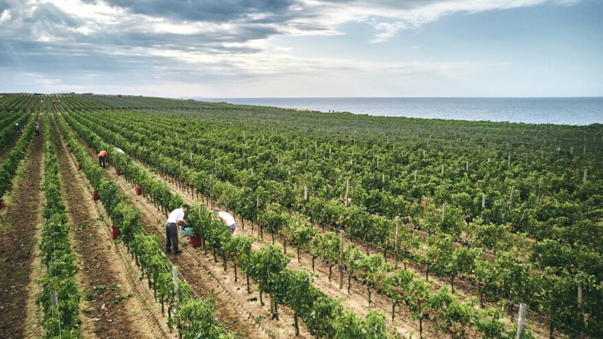 Čak 13 vinarija na prestižnom Proweinu, prvi je to samostalni nastup Vinistre