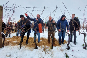 Vinkovo u Mandićevcu: Navodnjavanje će biti nužno u vinogradarstvu?