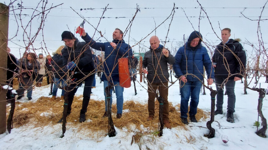Vinkovo u Mandićevcu: Navodnjavanje će biti nužno u vinogradarstvu?