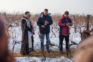Vinkovo u Iloku obećava potoke iločkog vina i gastro delicija