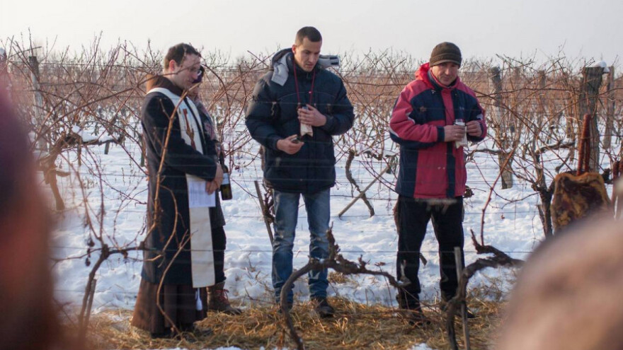 Vinkovo u Iloku obećava potoke iločkog vina i gastro delicija