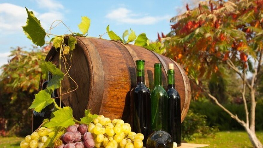 Šampion iločki Traminac