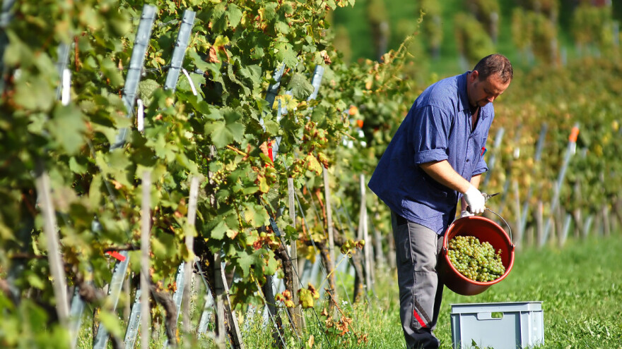 Francuzi na 34.000 ha obrnu pet milijardi evra na penušavcu