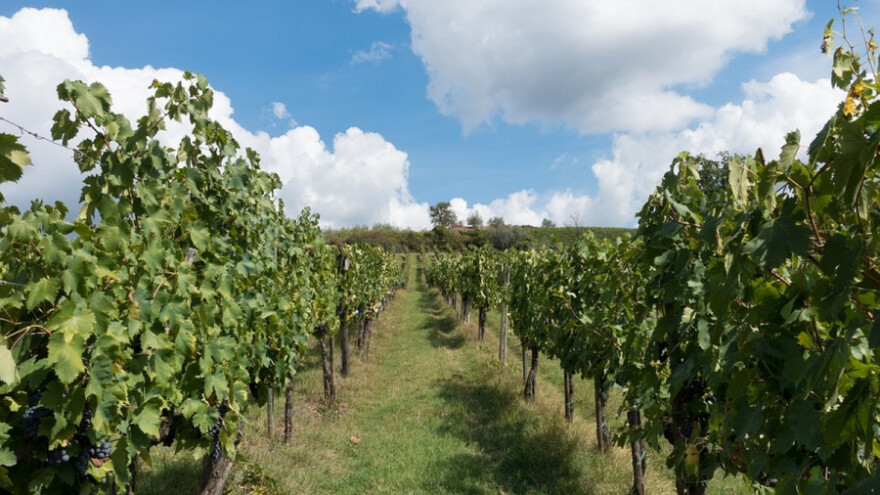 Upišite retke sorte u Vitis bazu