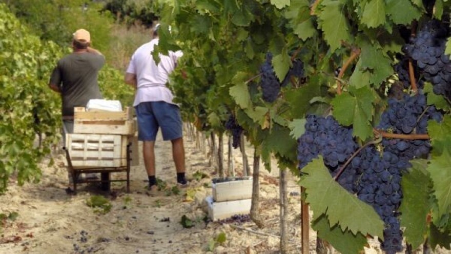 U Kini ponovo raste prodaja vina iz Bordoa