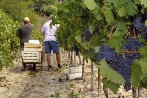 U Kini ponovno raste prodaja francuskih vina!