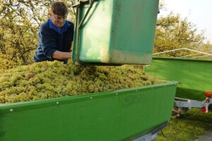 Francuska proizvela više vina nego lani