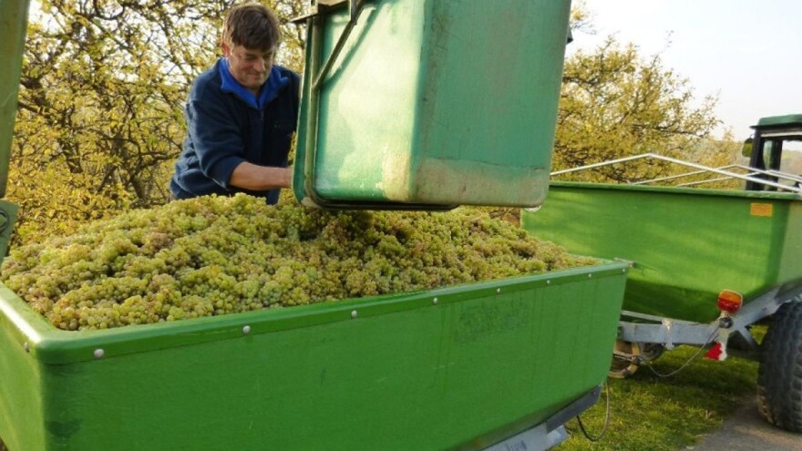 Francuska proizvela više vina nego lani