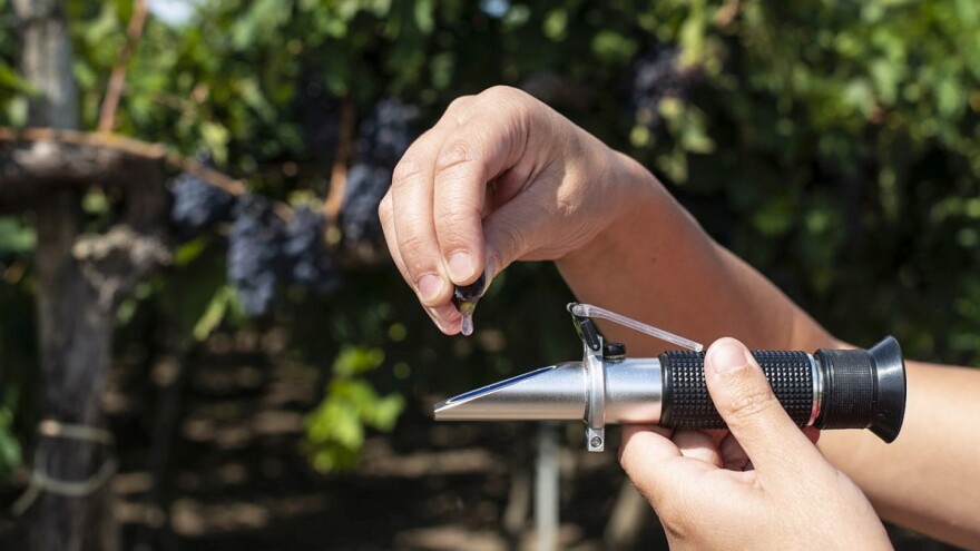 Određivanje šećera u moštu i kako ga došećeriti?