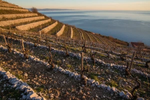 Vino i hrana atrakcija na Pelješkim vinskim putima