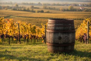 Vino i vinogradarstvo u povijesti Slavonije, Srijema i Baranje