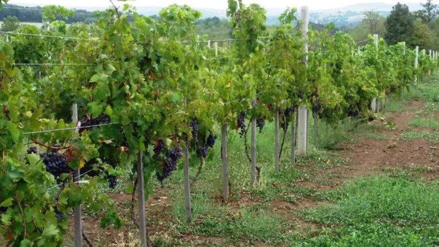 Vina iz Srema dobila oznaku geografskog porekla