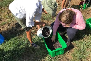 Od isušenih bobica grožđa prave najskuplje vino na svijetu
