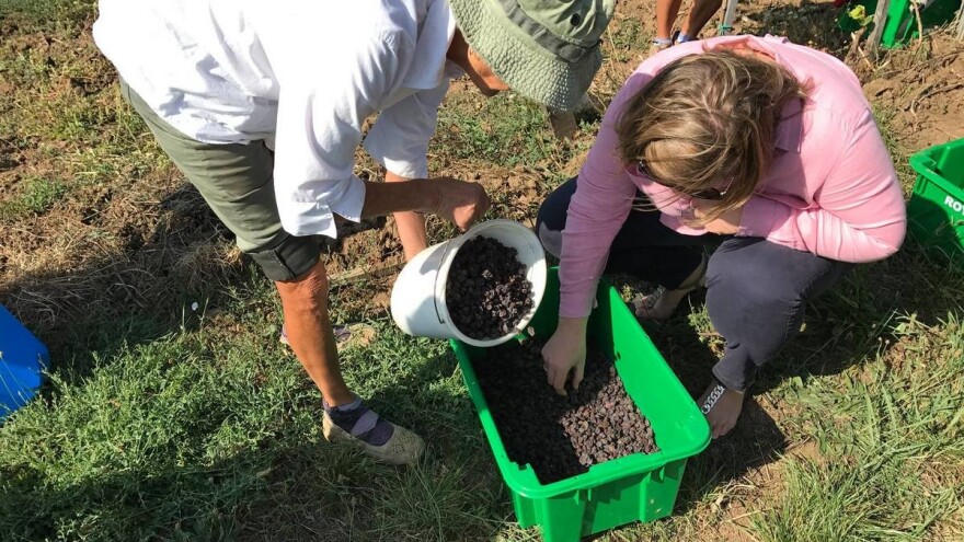 Od isušenih bobica grožđa prave najskuplje vino na svijetu