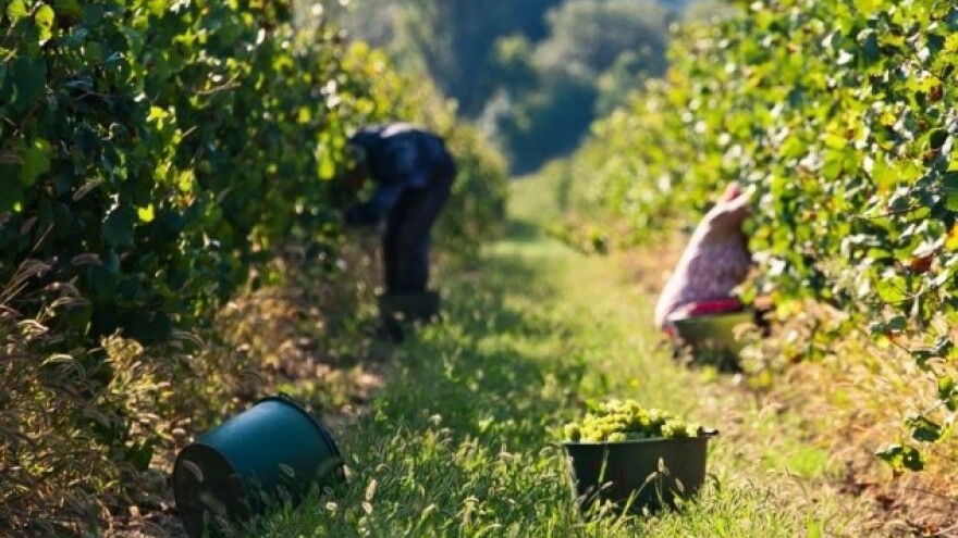 Kinezi pretekli Francuze po površini vinograda!
