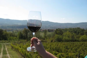 Kako do vina u kućnoj radinosti?