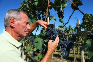 Natječaj za investicije u vinarstvu!