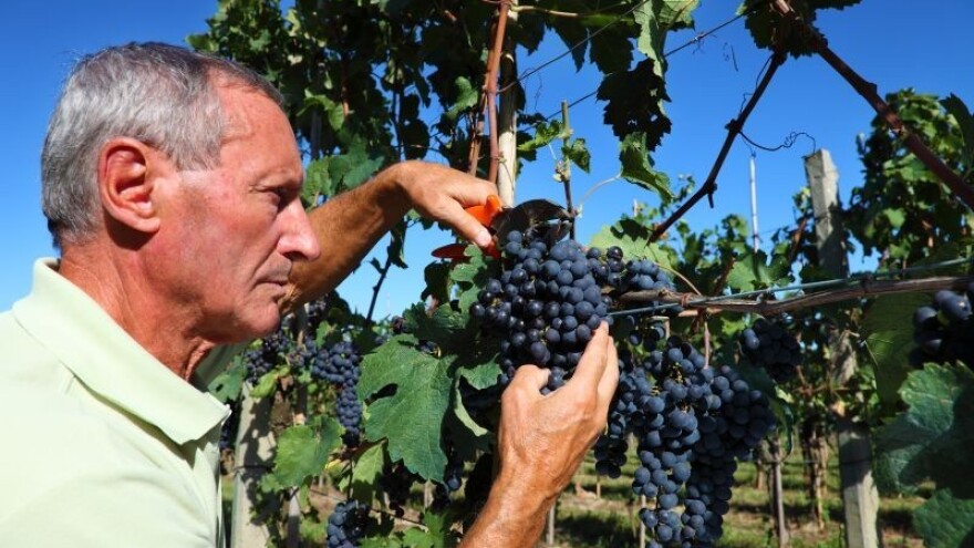 Natječaj za investicije u vinarstvu!