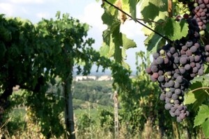 Osnivanje laboratorija za analizu tla i vina