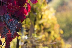Osijek Wine fest - spoj vina i delicija