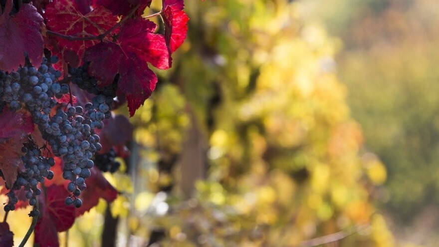 Osijek Wine fest - spoj vina i delicija