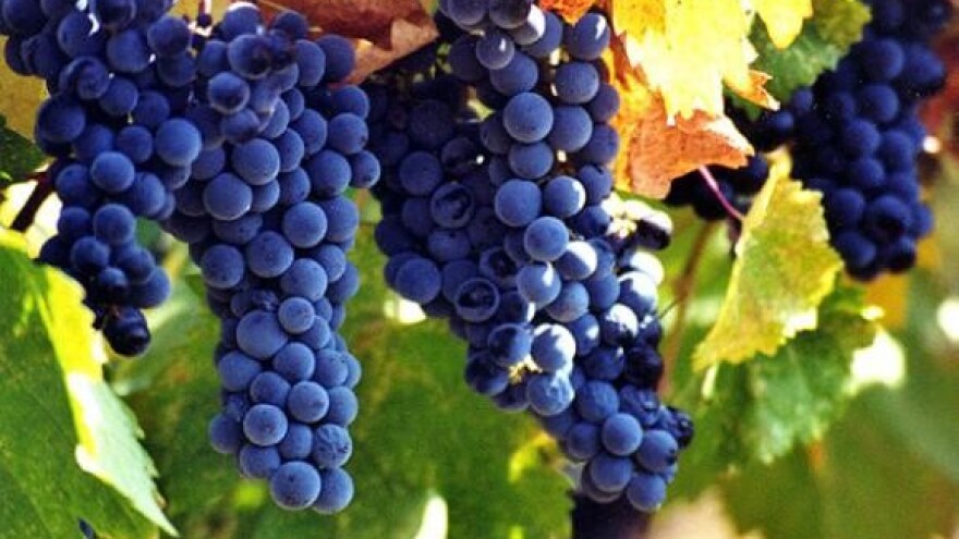 Uskoro na tržištu pušipel classsic i prestige