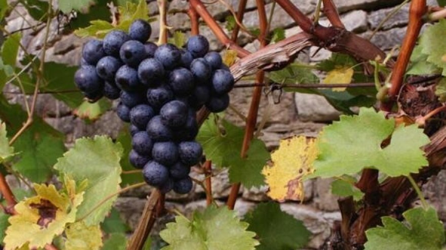 Vinsko veselje u Svetom Urbanu